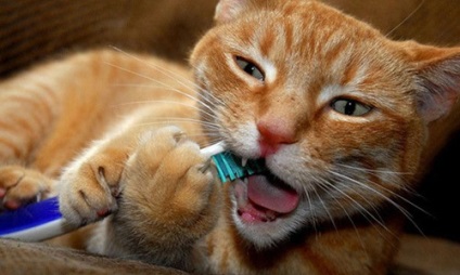 Szaglás egy macska szájából
