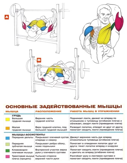 Bench press, exerciții de piept