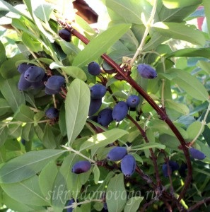 Honeysuckle - hasznos tulajdonságok, a brownie titkai