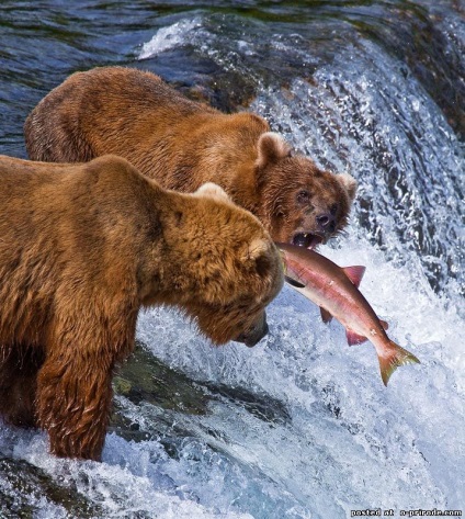 Animale din Alaska - poze - photo world of nature