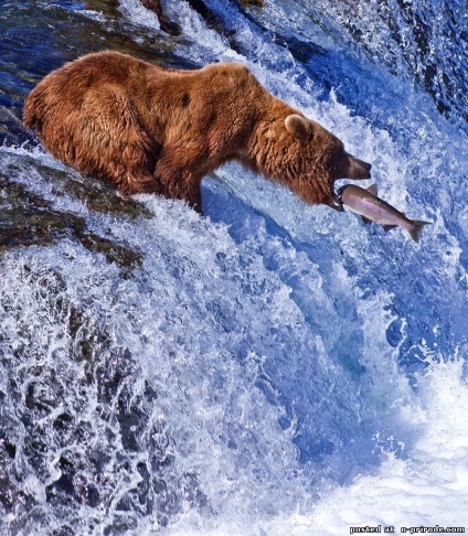 Animale din Alaska - poze - photo world of nature
