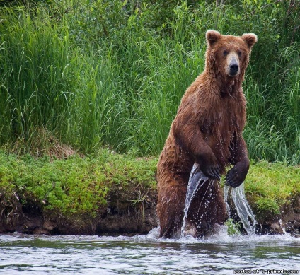 Animale din Alaska - poze - photo world of nature