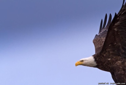 Animale din Alaska - poze - photo world of nature