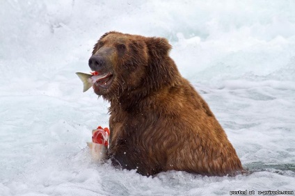 Animale din Alaska - poze - photo world of nature