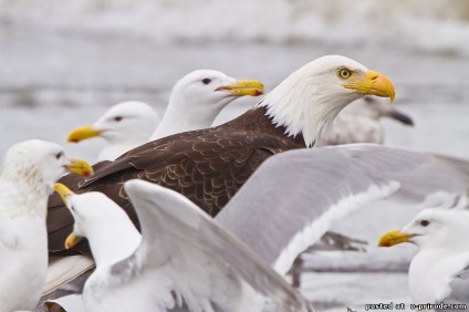 Animale din Alaska - poze - photo world of nature