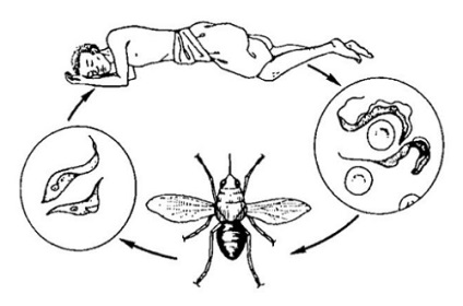 Ciclul de viață al tripanosomului sau modul în care se dezvoltă parazitul