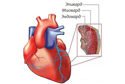 Ciclul de viață al tripanosomului sau modul în care se dezvoltă parazitul