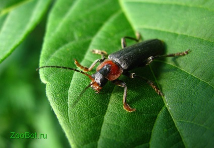 Pompele de pompieri sau macrou roșu (cantharis rustica)