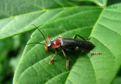 Pompele de pompieri sau macrou roșu (cantharis rustica)