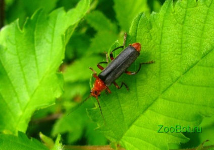 Pompele de pompieri sau macrou roșu (cantharis rustica)