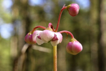 10 Plante medicinale în Rusia, unde puteți face o avere