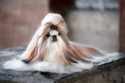 18 кучета с най-прекрасна - косата