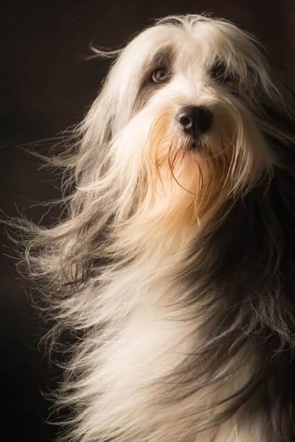 18 Kutya fajok a legszebb hajjal
