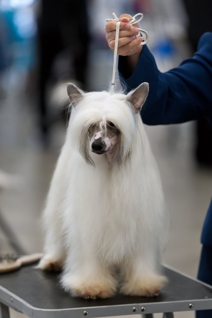 18 кучета с най-прекрасна - косата