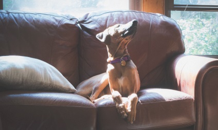 5 Lucruri pe care ar trebui să le știi înainte de a încheia câinele