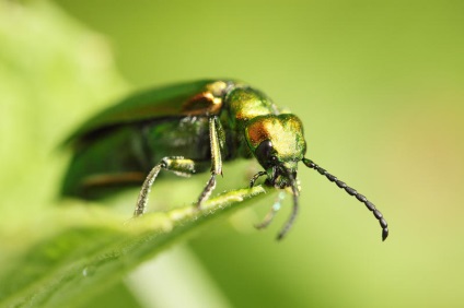 Afrodisiacele printre plante