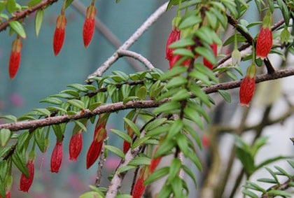 Agapetes de îngrijire la domiciliu, fotografie