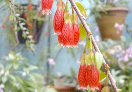 Agapetes de îngrijire la domiciliu, fotografie