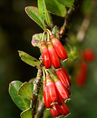 Agapetes de îngrijire la domiciliu, fotografie