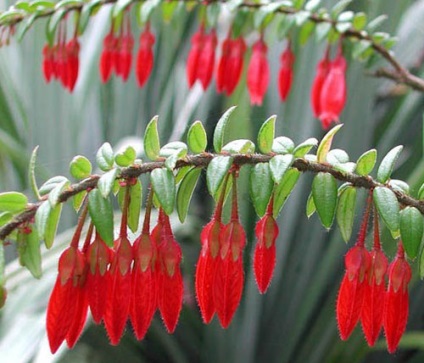 Agapetes de îngrijire la domiciliu, fotografie