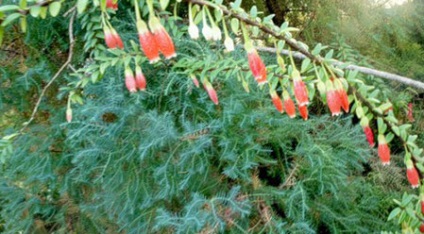 Agapetes de îngrijire la domiciliu, fotografie