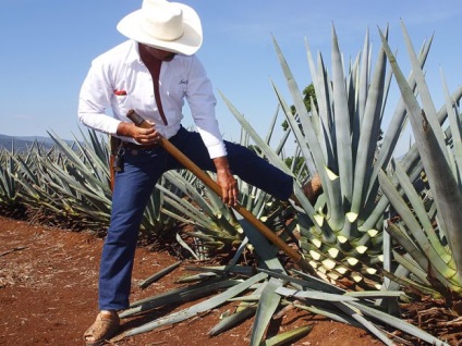 Agave amerikai terápiás, hasznos tulajdonságai a szobanövénynek, virág, gyümölcslé, olaj alkalmazása