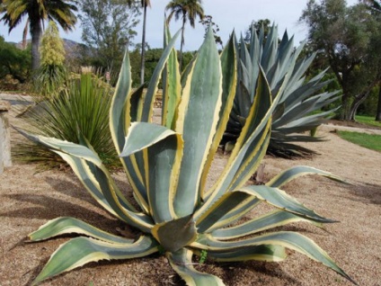 Agave amerikai terápiás, hasznos tulajdonságai a szobanövénynek, virág, gyümölcslé, olaj alkalmazása