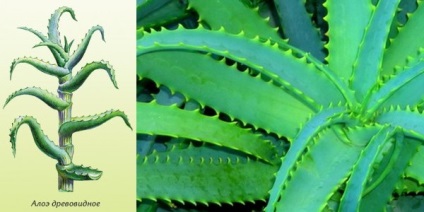 Aloe - farmacie pe pervazul ferestrei, care vizitează mopeni