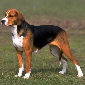 American Hound (Foxhound) Fotografie de rasa de caine si descriere