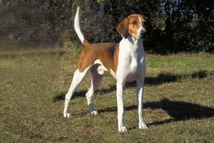 American Hound (Foxhound) Fotografie de rasa de caine si descriere