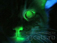 Oamenii de știință americani au scos o pisică care strălucește în întuneric