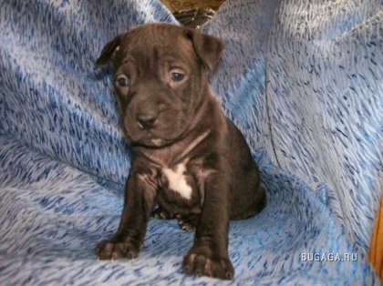 Terrier american Staffordshire