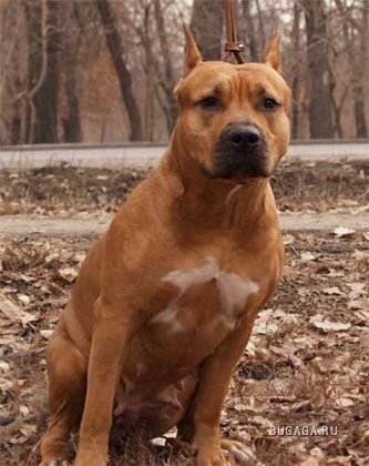 Terrier american Staffordshire