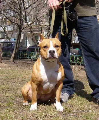 Terrier american Staffordshire