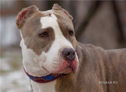 Terrier american Staffordshire