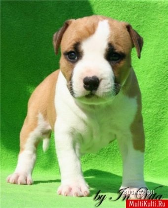 Terrier american Staffordshire