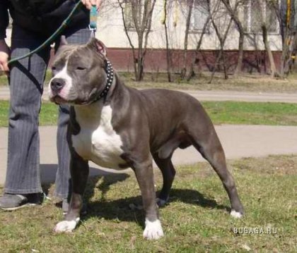 Amerikai Staffordshire Terrier