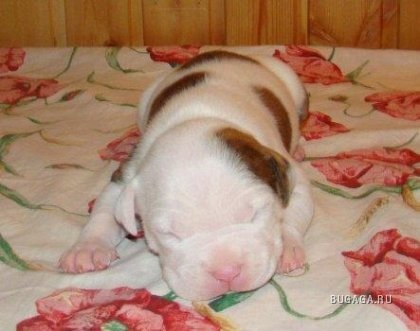 Terrier american Staffordshire