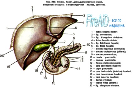 Anatomia jejunului și a ileonului