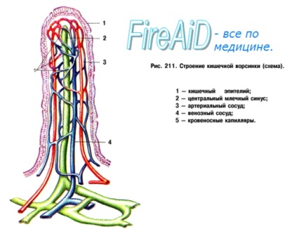 Anatomia jejunului și a ileonului