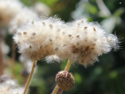 Anemone Descrierea plantei și caracteristicile ei de creștere