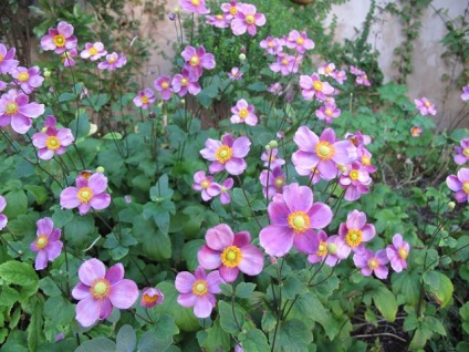 Anemones leírása a növényről és annak növekvő jellemzőiről