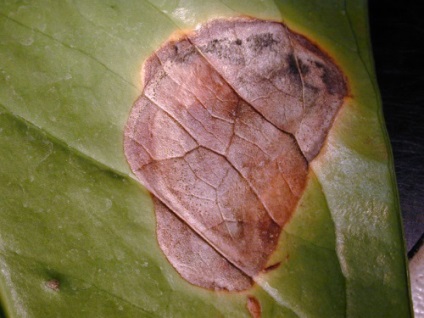 Frunze de frunze de Anthurium, fotografie