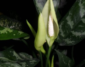 Frunze de frunze de Anthurium, fotografie