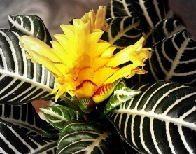 Frunze de frunze de Anthurium, fotografie