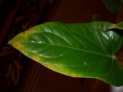 Frunze de frunze de Anthurium, fotografie