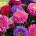 Asters la cabana