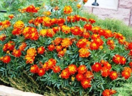 Marigolds proprietăți medicinale și contraindicații