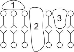 Membránfehérjék és funkcióik - stadopedia