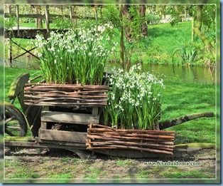 Belotsvetnik (fotografie) - aterizare și îngrijire, un site despre o grădină, o reședință de vară și plante de casă